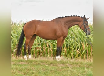 Deutsches Sportpferd, Stute, 4 Jahre, 162 cm, Brauner
