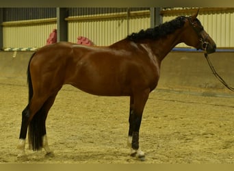 Deutsches Sportpferd, Stute, 4 Jahre, 162 cm, Brauner