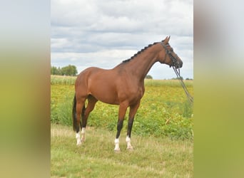 Deutsches Sportpferd, Stute, 4 Jahre, 162 cm, Brauner