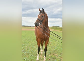 Deutsches Sportpferd, Stute, 4 Jahre, 162 cm, Brauner