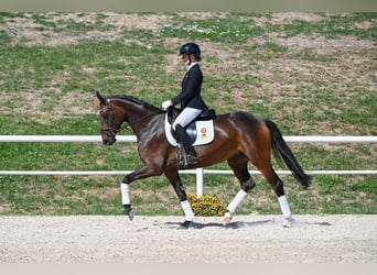 Deutsches Sportpferd, Stute, 4 Jahre, 162 cm, Brauner