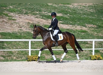 Deutsches Sportpferd, Stute, 4 Jahre, 162 cm, Brauner