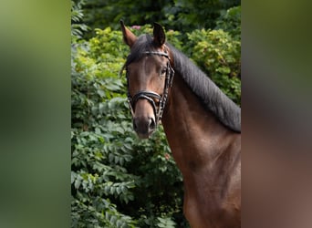 Deutsches Sportpferd, Stute, 4 Jahre, 162 cm, Brauner
