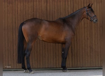 Deutsches Sportpferd, Stute, 4 Jahre, 162 cm, Brauner
