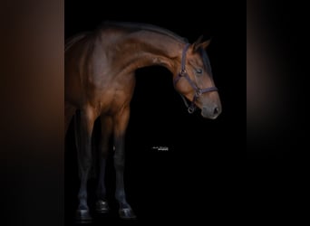 Deutsches Sportpferd, Stute, 4 Jahre, 162 cm, Brauner
