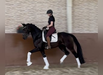 Deutsches Sportpferd, Stute, 4 Jahre, 162 cm, Dunkelbrauner