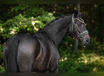 Deutsches Sportpferd, Stute, 4 Jahre, 162 cm, Dunkelbrauner