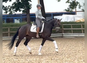 Deutsches Sportpferd, Stute, 4 Jahre, 162 cm, Dunkelbrauner