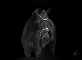 Deutsches Sportpferd, Stute, 4 Jahre, 162 cm, Dunkelbrauner