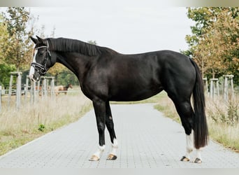 Deutsches Sportpferd, Stute, 4 Jahre, 162 cm, Rappe