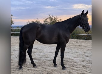 Deutsches Sportpferd, Stute, 4 Jahre, 162 cm, Rappe