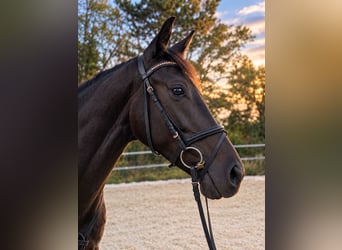 Deutsches Sportpferd, Stute, 4 Jahre, 162 cm, Rappe