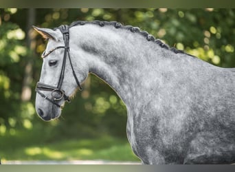Deutsches Sportpferd, Stute, 4 Jahre, 162 cm, Schimmel