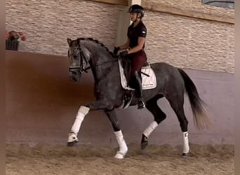 Deutsches Sportpferd, Stute, 4 Jahre, 162 cm, Schimmel