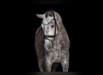 Deutsches Sportpferd, Stute, 4 Jahre, 162 cm, Schimmel