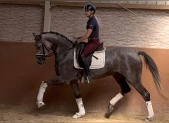 Deutsches Sportpferd, Stute, 4 Jahre, 162 cm, Schimmel