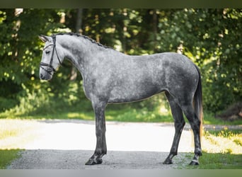 Deutsches Sportpferd, Stute, 4 Jahre, 162 cm, Schimmel