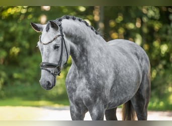 Deutsches Sportpferd, Stute, 4 Jahre, 162 cm, Schimmel