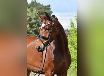 Deutsches Sportpferd, Stute, 4 Jahre, 163 cm, Brauner