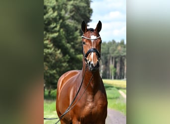 Deutsches Sportpferd, Stute, 4 Jahre, 163 cm, Brauner