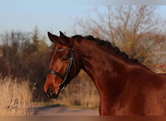 Deutsches Sportpferd, Stute, 4 Jahre, 163 cm, Brauner