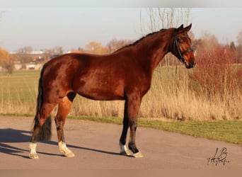 Deutsches Sportpferd, Stute, 4 Jahre, 163 cm, Brauner
