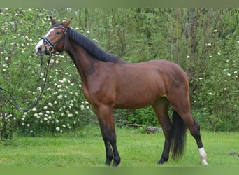 Deutsches Sportpferd, Stute, 4 Jahre, 163 cm, Brauner