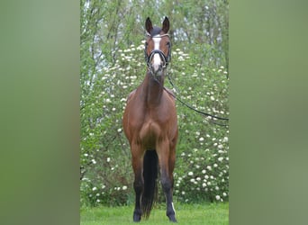 Deutsches Sportpferd, Stute, 4 Jahre, 163 cm, Brauner