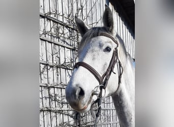 Deutsches Sportpferd, Stute, 4 Jahre, 163 cm, Braunfalbschimmel