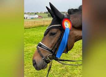 Deutsches Sportpferd, Stute, 4 Jahre, 163 cm, Dunkelbrauner