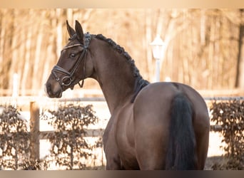 Deutsches Sportpferd, Stute, 4 Jahre, 163 cm, Dunkelbrauner