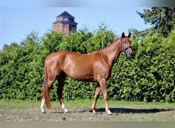 Deutsches Sportpferd, Stute, 4 Jahre, 163 cm, Dunkelfuchs