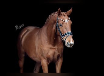 Deutsches Sportpferd, Stute, 4 Jahre, 163 cm, Fuchs