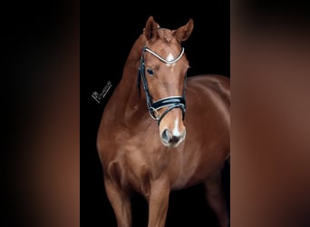 Deutsches Sportpferd, Stute, 4 Jahre, 163 cm, Fuchs