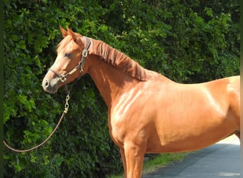 Deutsches Sportpferd, Stute, 4 Jahre, 163 cm, Fuchs