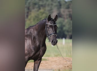 Deutsches Sportpferd, Stute, 4 Jahre, 163 cm, Rappe