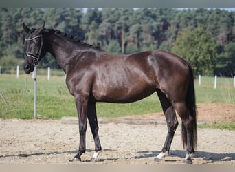 Deutsches Sportpferd, Stute, 4 Jahre, 163 cm, Rappe