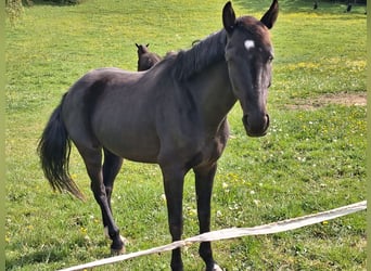 Deutsches Sportpferd, Stute, 4 Jahre, 163 cm, Schwarzbrauner