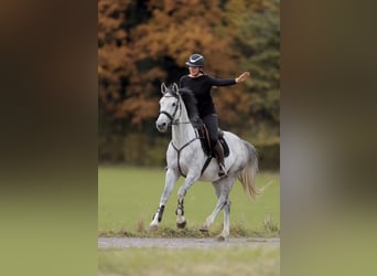 Deutsches Sportpferd, Stute, 4 Jahre, 164 cm, Apfelschimmel