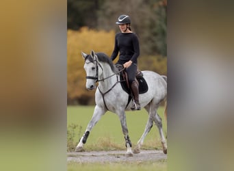 Deutsches Sportpferd, Stute, 4 Jahre, 164 cm, Apfelschimmel