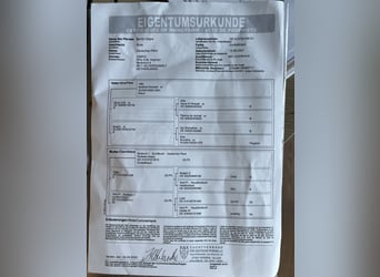 Deutsches Sportpferd, Stute, 4 Jahre, 164 cm, Brauner