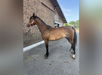 Deutsches Sportpferd, Stute, 4 Jahre, 164 cm, Brauner