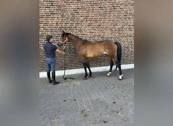 Deutsches Sportpferd, Stute, 4 Jahre, 164 cm, Brauner