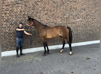 Deutsches Sportpferd, Stute, 4 Jahre, 164 cm, Brauner