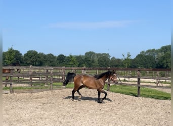 Deutsches Sportpferd, Stute, 4 Jahre, 164 cm, Brauner