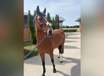 Deutsches Sportpferd, Stute, 4 Jahre, 164 cm, Brauner