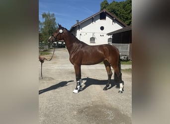Deutsches Sportpferd, Stute, 4 Jahre, 164 cm, Brauner