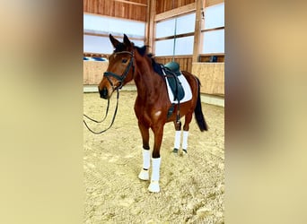 Deutsches Sportpferd, Stute, 4 Jahre, 164 cm, Brauner