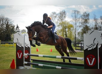 Deutsches Sportpferd, Stute, 4 Jahre, 164 cm, Brauner