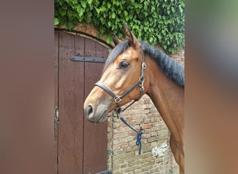 Deutsches Sportpferd, Stute, 4 Jahre, 164 cm, Brauner